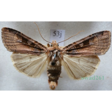 Xestia ditrapezium (Denis & Schiffermüller, 1775) Rolnica dwutrapezka Czech53j